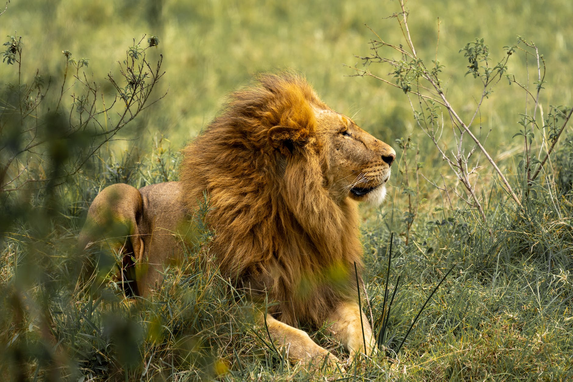 lion lying on green grass